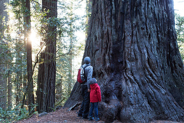 family in redwoods forest family of two enjoying giant redwood tree at redwoods national park, california, usa sierra stock pictures, royalty-free photos & images