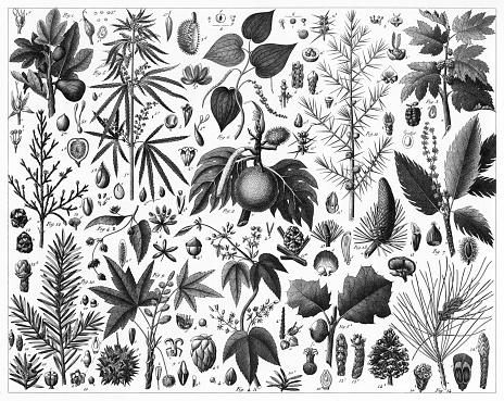 Engraved illustrations of Coniferous Gymnosperms and Agiosperms of the Mulberry, Pepper,Beech and Witch Hazel Family from Iconographic Encyclopedia of Science, Literature and Art, Published in 1851. Copyright has expired on this artwork. Digitally restored.