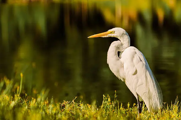 Photo of Big Egret land and stares right at me!