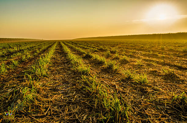 istock Sugar Cane Field with the rising sun. 516283077