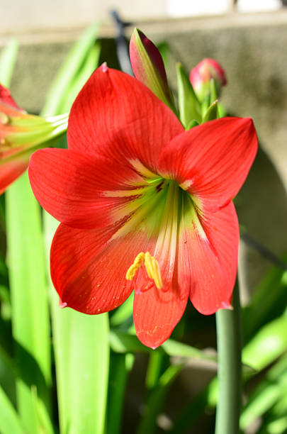 istock Hippeastrum johnsonii bury red flower. 516283235