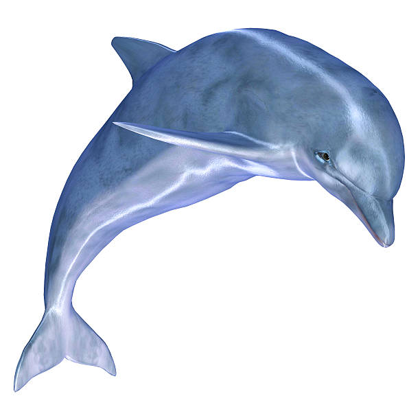 Illustration of a common dolphin stock photo