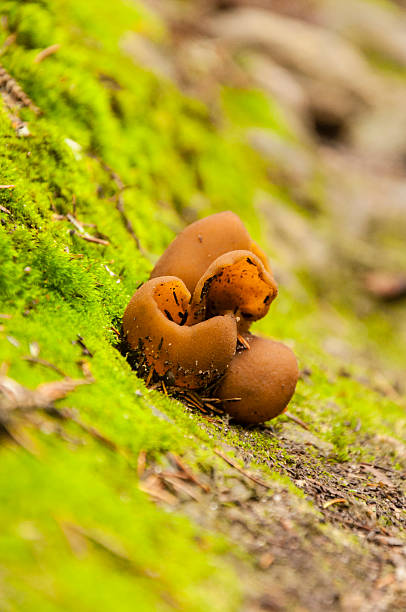 istock Fungus of the genus Otidea (Pers.) Bonord. 516284033