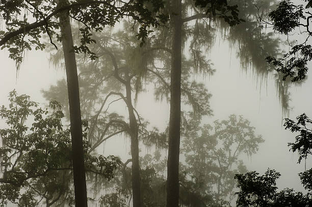 istock Coniferous forest on a misty autumn morning. 516284130