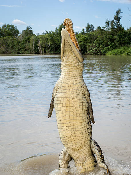 crocodile de kakadu - kakadu photos et images de collection