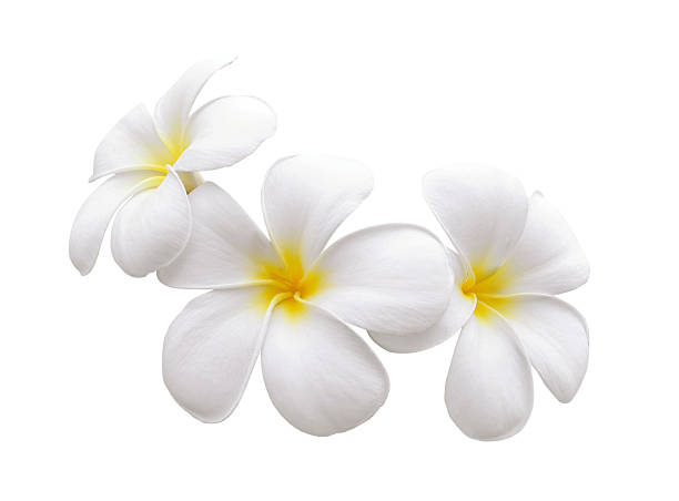 istock frangipani flower isolated white background 516284361