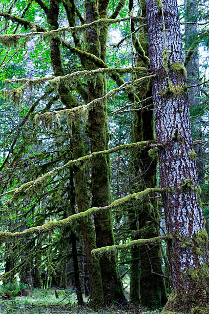 istock Moss covered trees in the Pacific North West, USA 516284628
