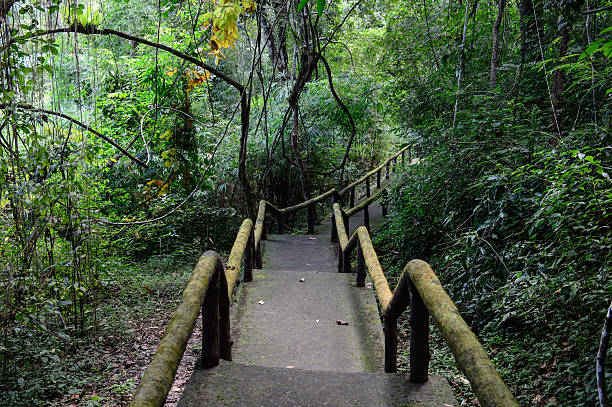 istock Trail for walking to learn the nature in tropical forest 516284712