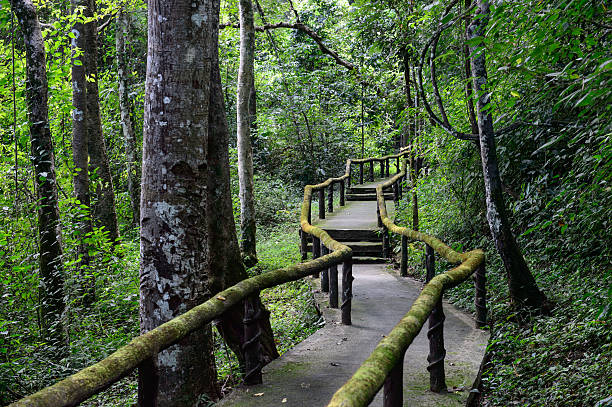 istock Trail for walking to learn the nature in tropical forest 516284760