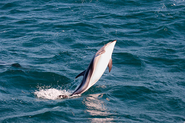 istock Jumping Dolphin - Kaikoura - New Zealand 516284896