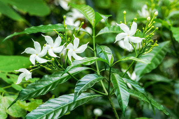 istock Sampaguita Jasmine flowers 516285604