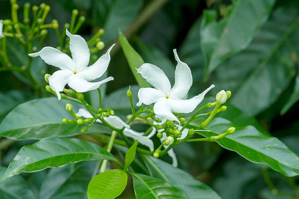 istock Sampaguita Jasmine flowers 516285634