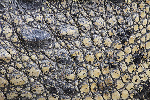 Textured Crocodile