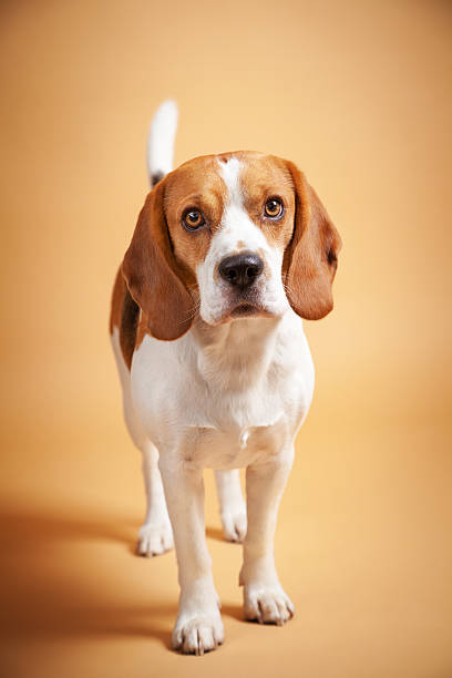 istock Portrait of Beagle isolated on beige background 516285857
