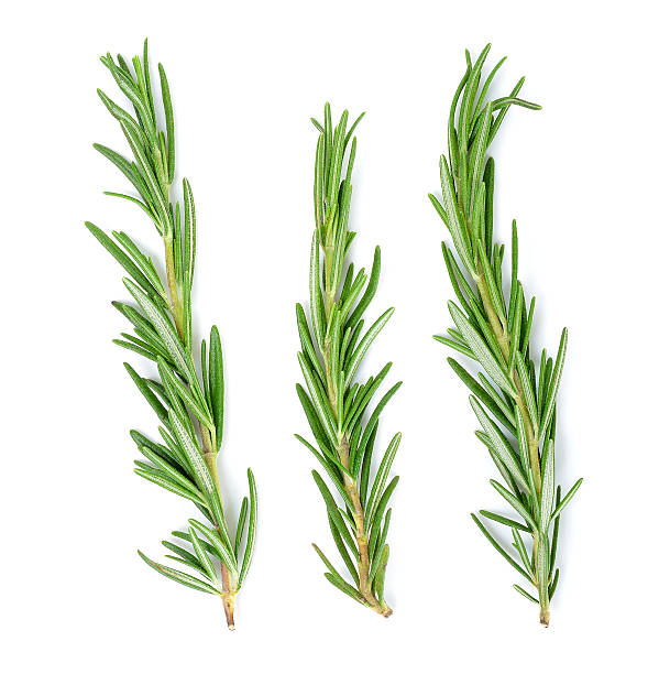 istock rosemary isolated on the white background 516285878