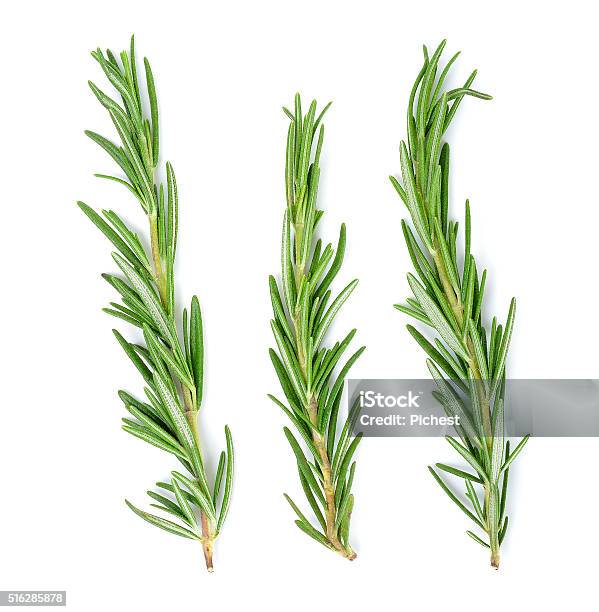 Rosemary Isolated On The White Background Stock Photo - Download Image Now - Rosemary, Backgrounds, Branch - Plant Part