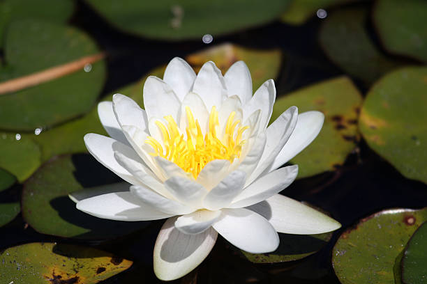 istock White flower water plants (water Lily, Nymphaea) from Delta Okavango 516286043