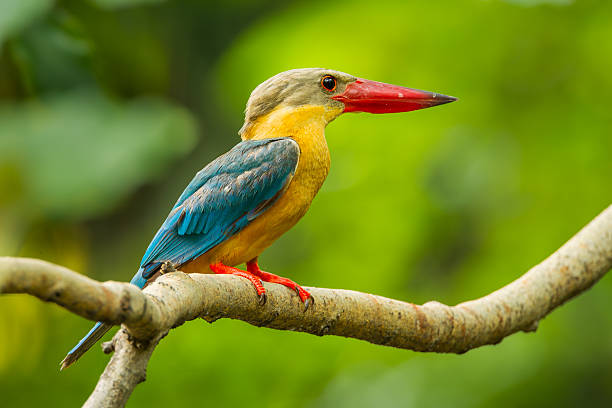 istock Close up of Stork-billed Kingfisher 516287015