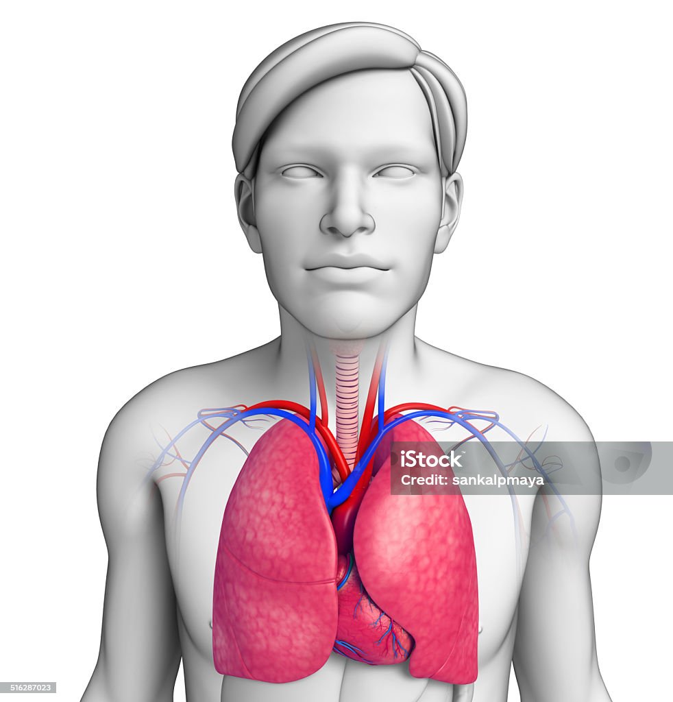 Masculino anatomia pulmões - Foto de stock de Abdome royalty-free
