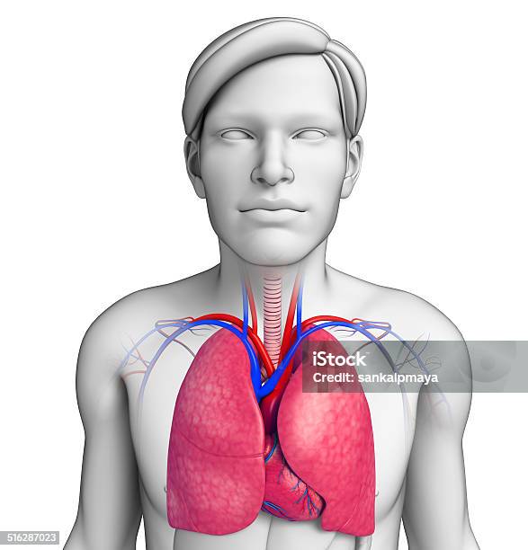 Foto de Masculino Anatomia Pulmões e mais fotos de stock de Abdome - Abdome, Abdômen Humano, Alvéolos