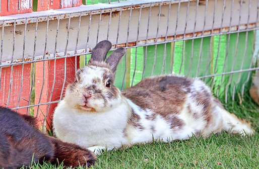 Cottontail bunny rabbit on animal farm, Selective focus