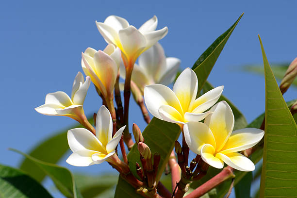 frangipana flores sobre fundo do céu brilhante. - frangipannis imagens e fotografias de stock