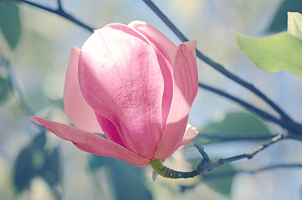 istock Magnolia or Tulip tree in botanical garden. 516290520