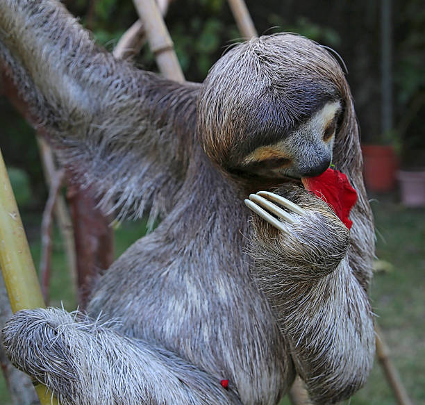 istock Sloth eating Hibiscus flowers 516292638