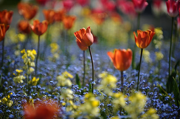 istock Flowers field in the spring 516293442