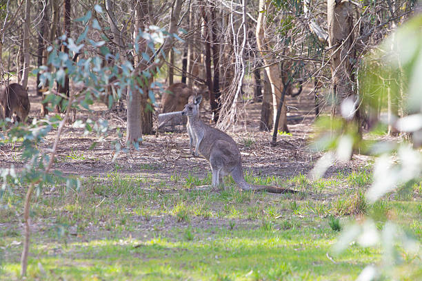 istock Kangaroos in the garden 516294512