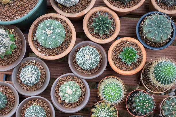 istock top view of cactus in flower pot 516295070