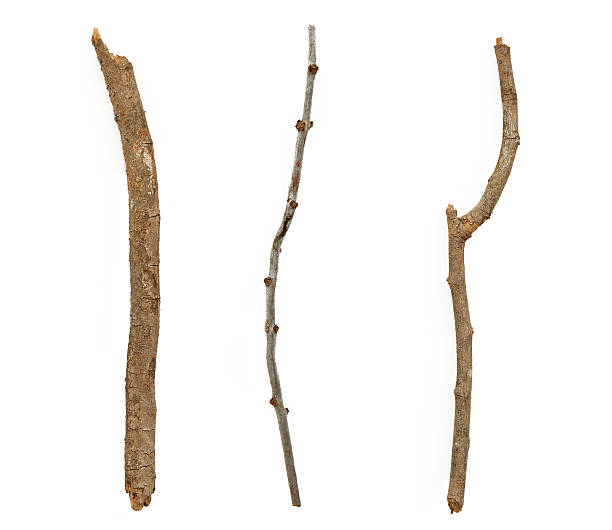 istock Set of dry tree branch, isolated on white background 516295100