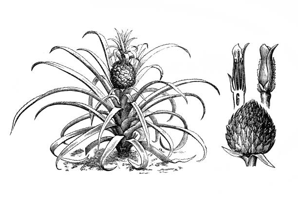 Free pineapple plants stock photos. Download the best free pineapple ...