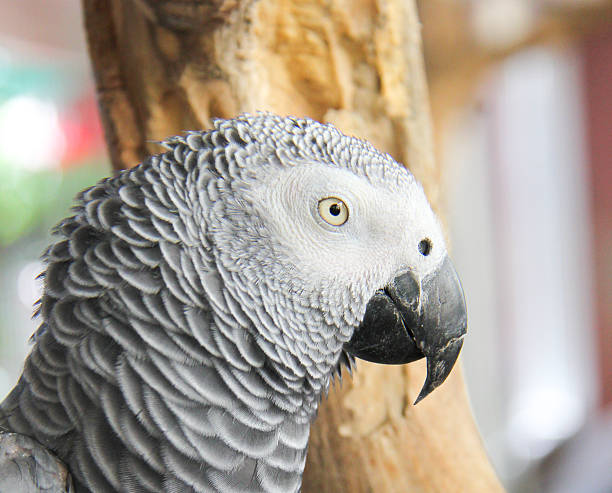 istock Grey Parrot on the branch 516312659
