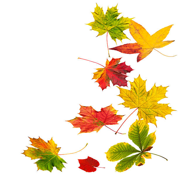 istock Colorful autumn leaves on white background, composition 516312731