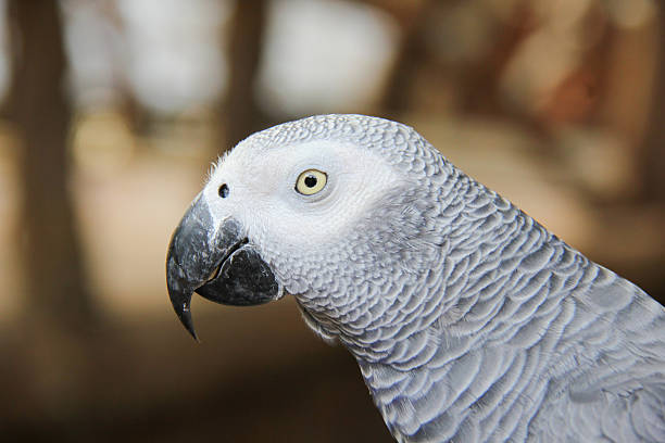 istock Face of gray parrot 516313385