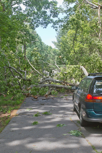 A car is stopped by a large oak tree fallen across a road and broken into pieces