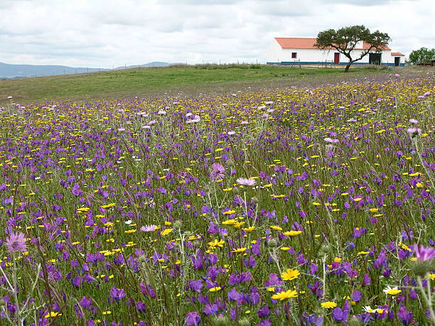 istock Old Carvoaria Hill 516313783