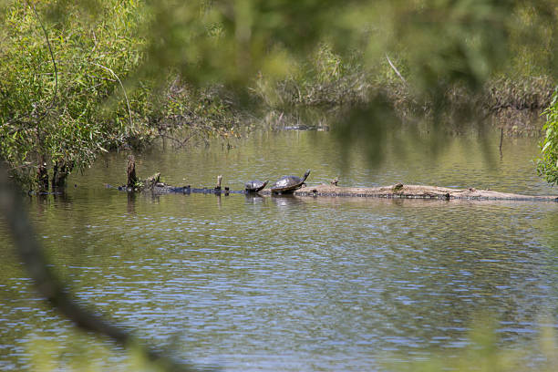 istock turtles in lake on log 516313969