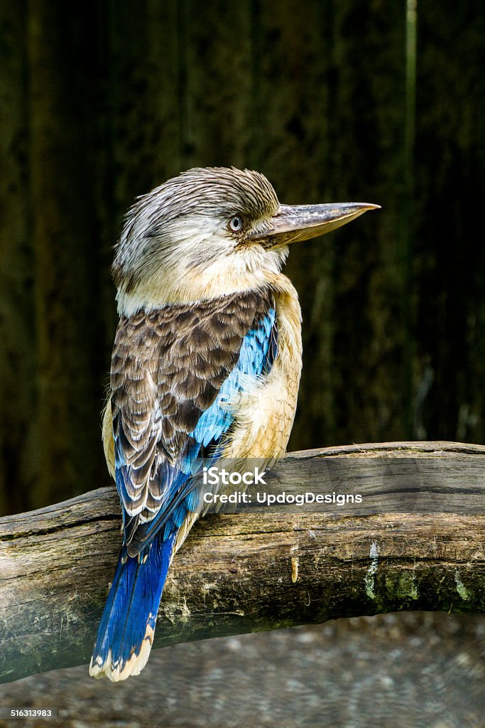 Kookaburra Looks to Right blue winged kookaburra sits on a branch and looks to right Animal Wildlife Stock Photo