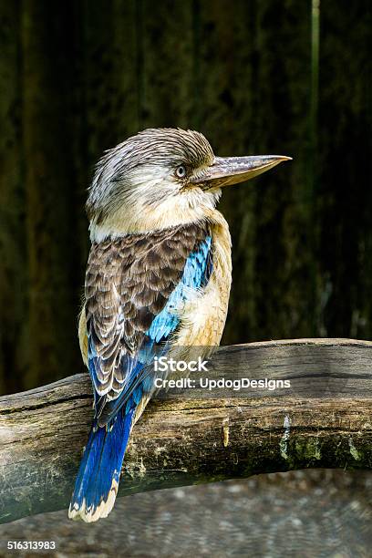 Kookaburra Looks To Right Stock Photo - Download Image Now - Animal Wildlife, Animals In The Wild, Australia