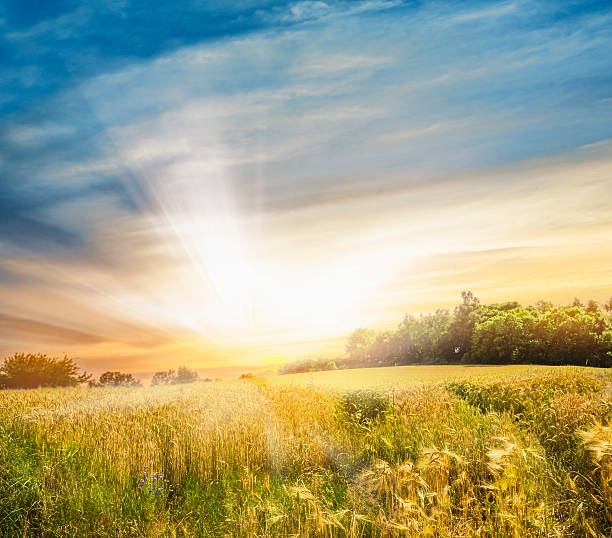 rye feld bei sonnenuntergang landschaft - autumn corn corn crop field stock-fotos und bilder