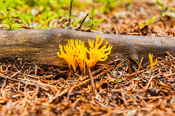 Fungus occurring on dead wood
