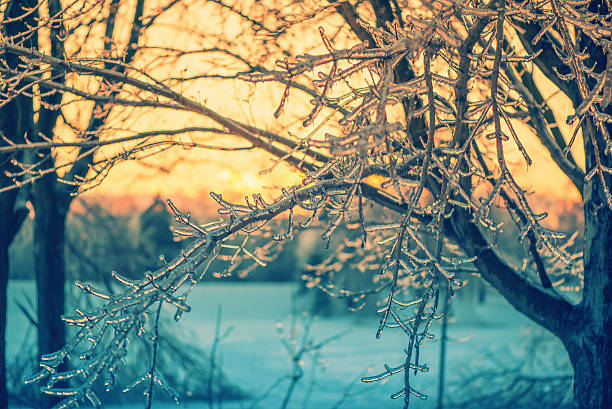 A close up of ice covered tree branches in the glow of the setting sun light after an ice storm.  Filtered for a retro, vintage look.