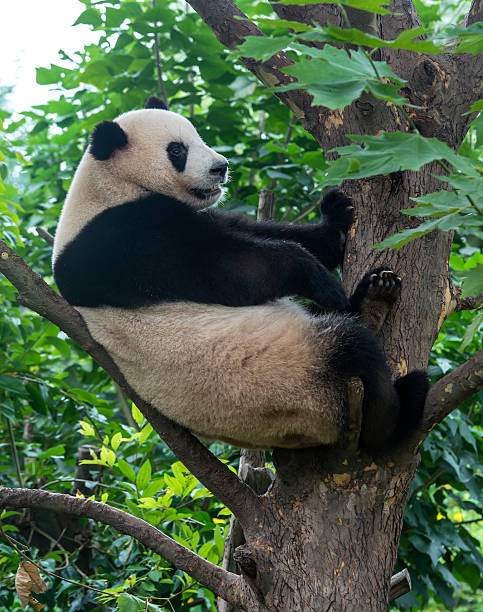 istock Giant Panda bear sitting in a tree 516315123