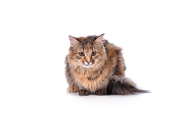 istock Funny kitten cat isolated on white 516315547
