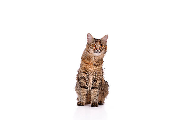 istock Funny kitten cat isolated on white 516315561