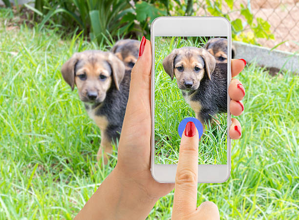 istock Pics of my pooch 516315920