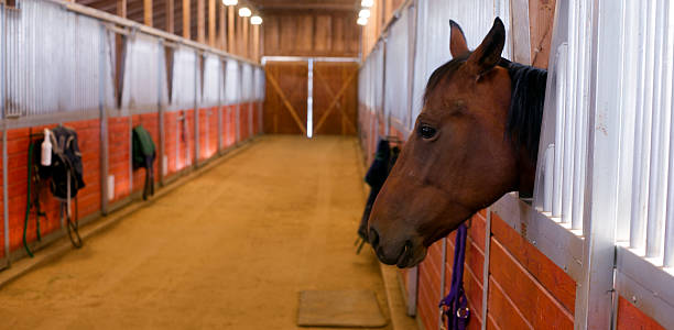 istock Horse Sticks Head out Stables Paddock Ranch Stall 516316085