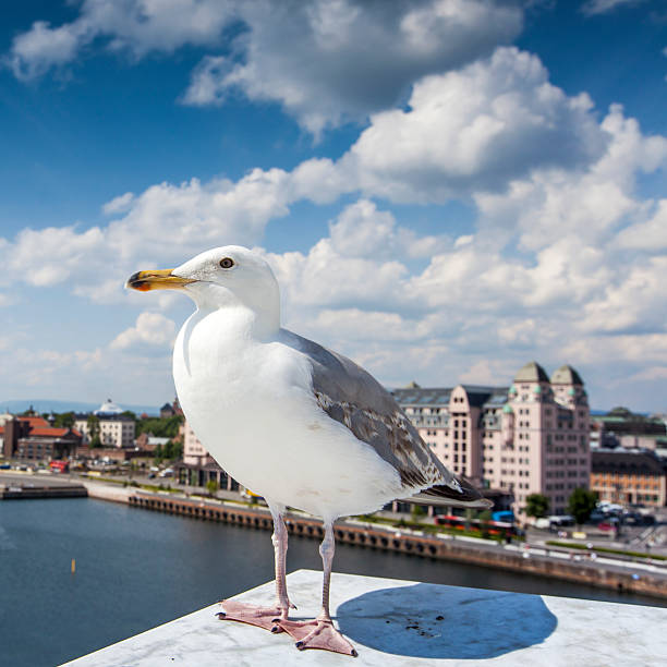 istock Seagull on opera house in Oslo, Norway 516316337